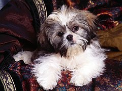 Lil Rascal, Shih-Tzu